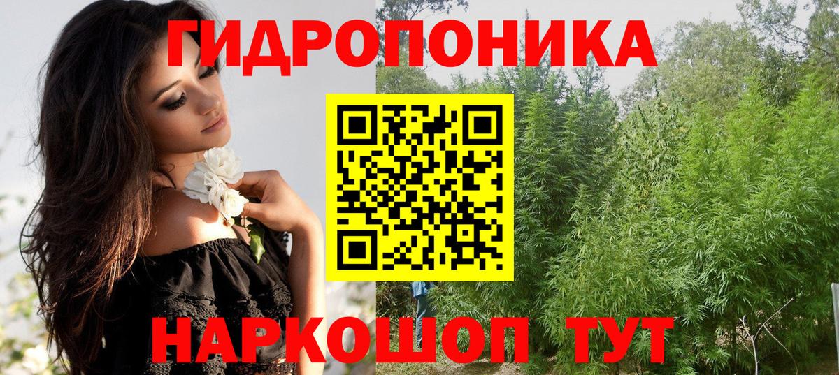 Каннабис Bruce Banner  Канабис планчик  Канабис Amnesia  Борзя 